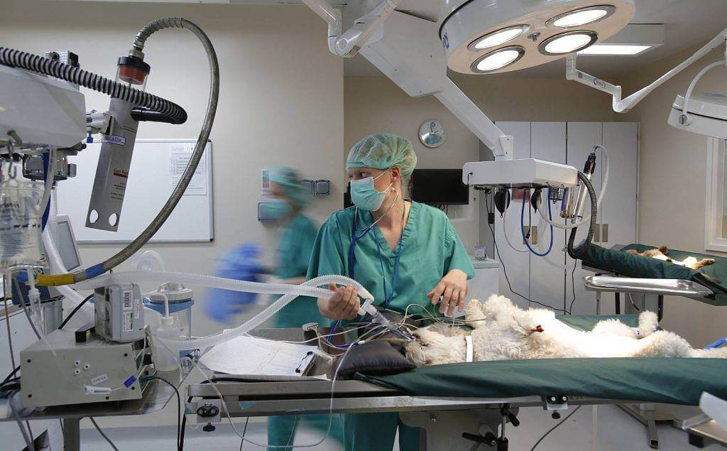 Crewe Nantwich Pet Vets