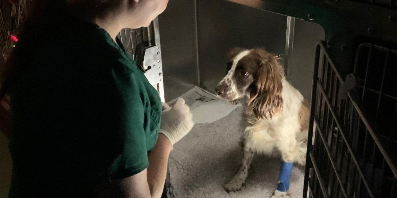 24 Hour Care Nantwich Pet Vets